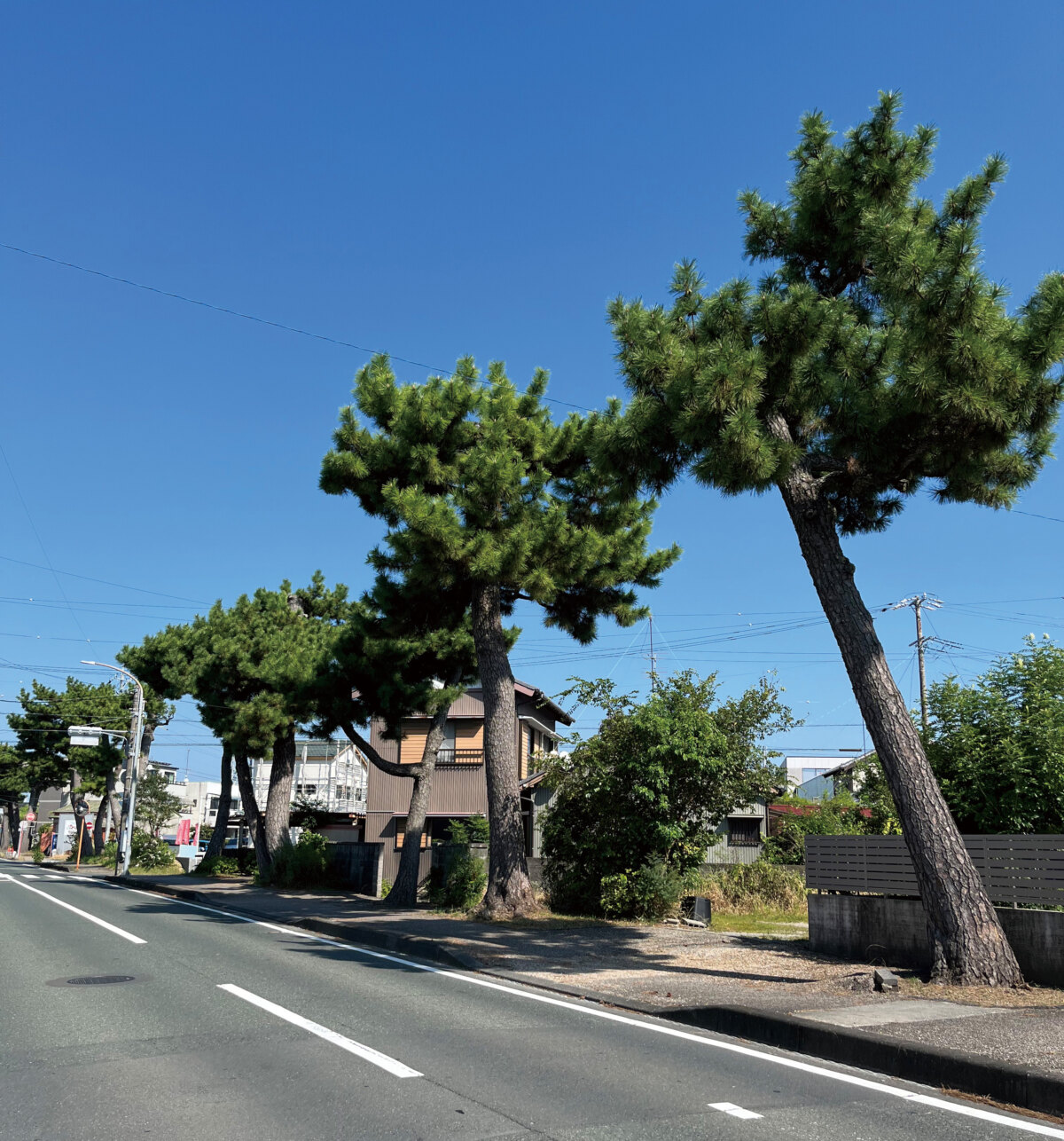 和田地区に残る東海道の松並木