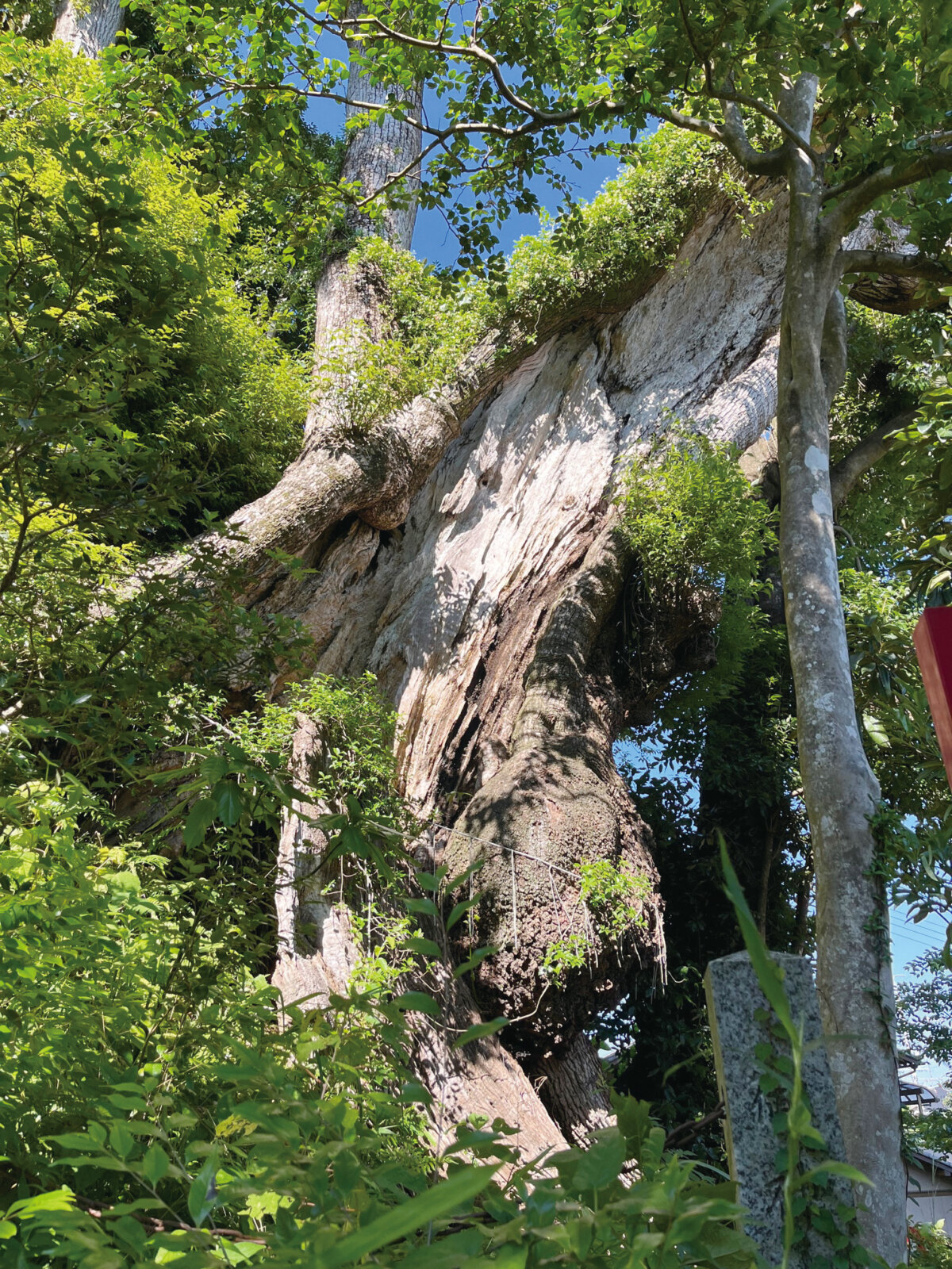 家康が隠れたといわれる白山神社参道の大楠