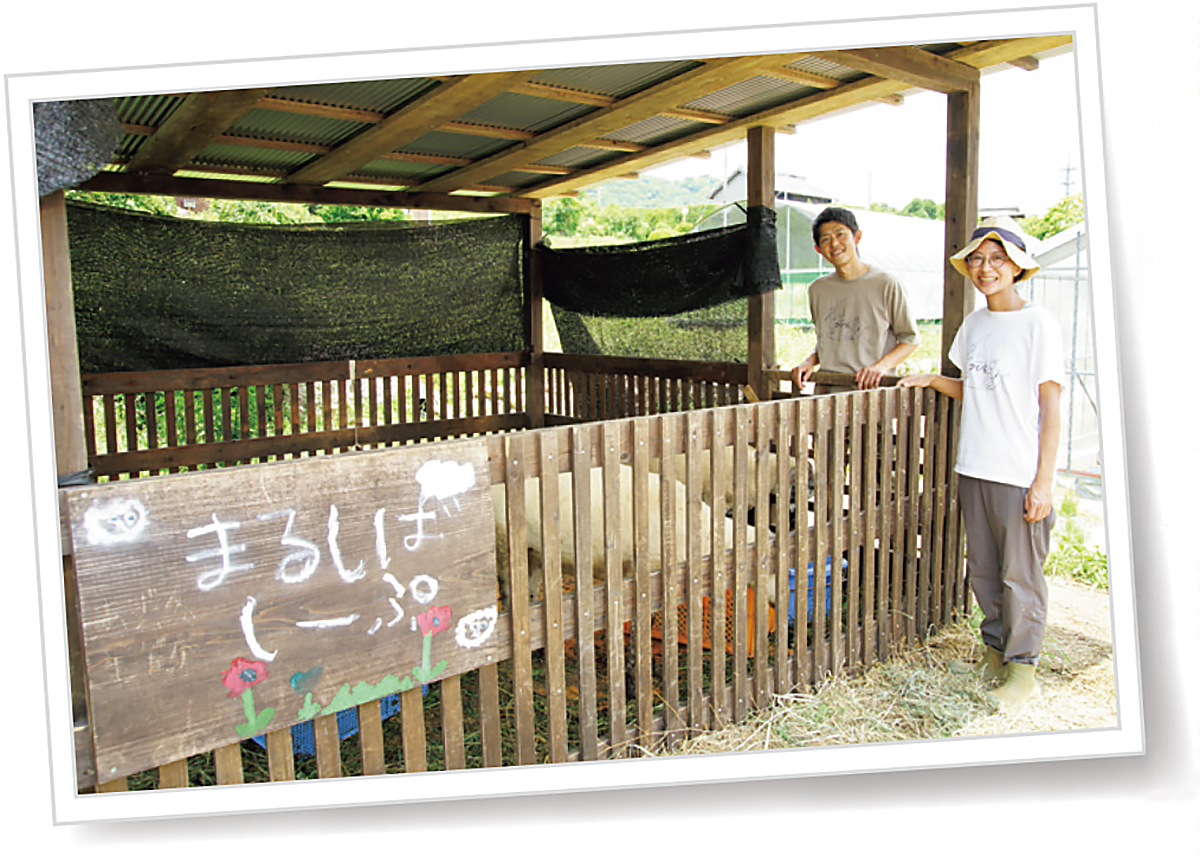 「まるしばしーぷ」の羊たちとともに、地域に新しい風を吹き込んでいます。